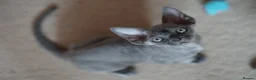 Devon Rex cats for sale: 💙  Blue male Kitten Available 💙 - Advert 17
