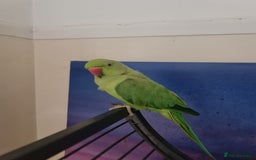 Ringnecks birds for sale: Male indian ringneck parrot - Image 3