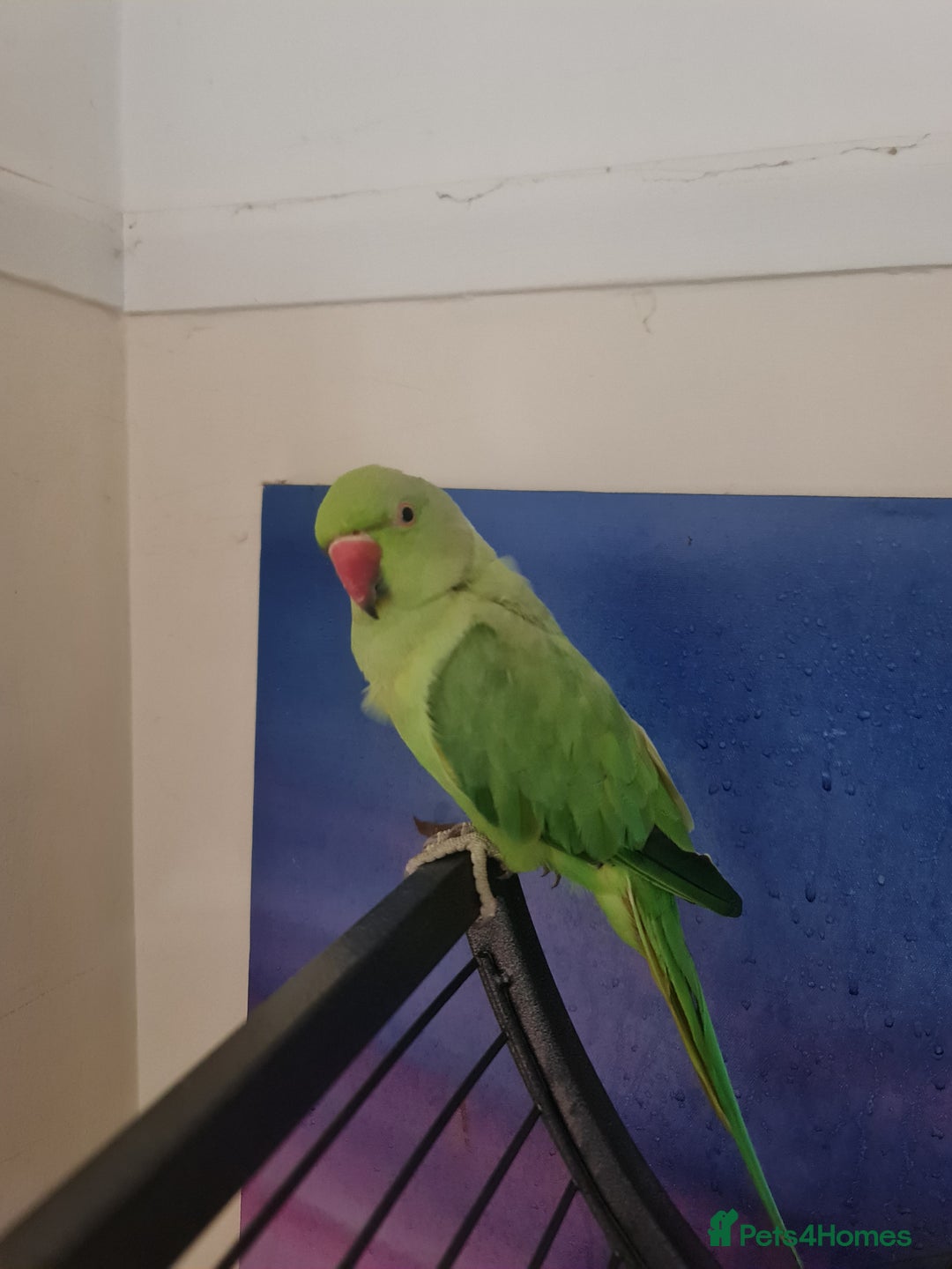 Ringnecks birds for sale: Male indian ringneck parrot - Image 3
