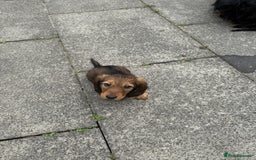 Dachshund dogs for sale: Black and Tan Dog - KC Registered Long-Haired Dachshund Puppies - Image 8