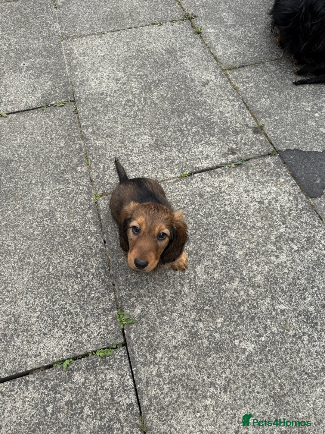 Dachshund dogs for sale: Black and Tan Dog - KC Registered Long-Haired Dachshund Puppies - Image 8