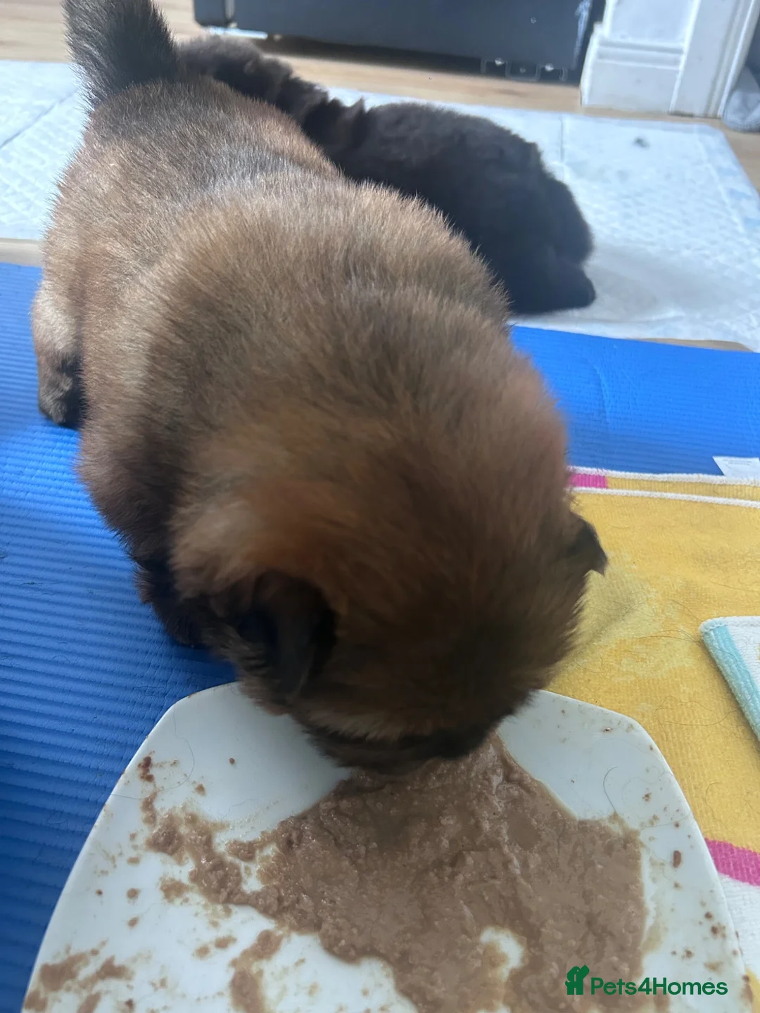 Chow Chow dogs for sale: KC REGISTERED CHOW CHOW  - Advert 2