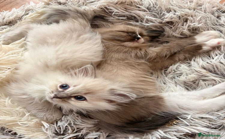 Ragdoll cats - Advert 3