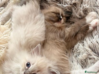 Ragdoll cats - Advert 5