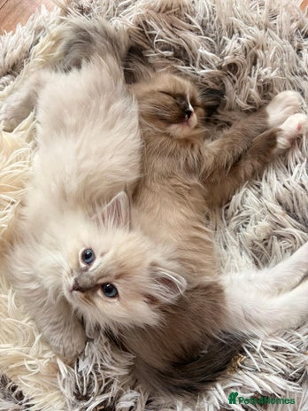 Ragdoll cats - Advert 16