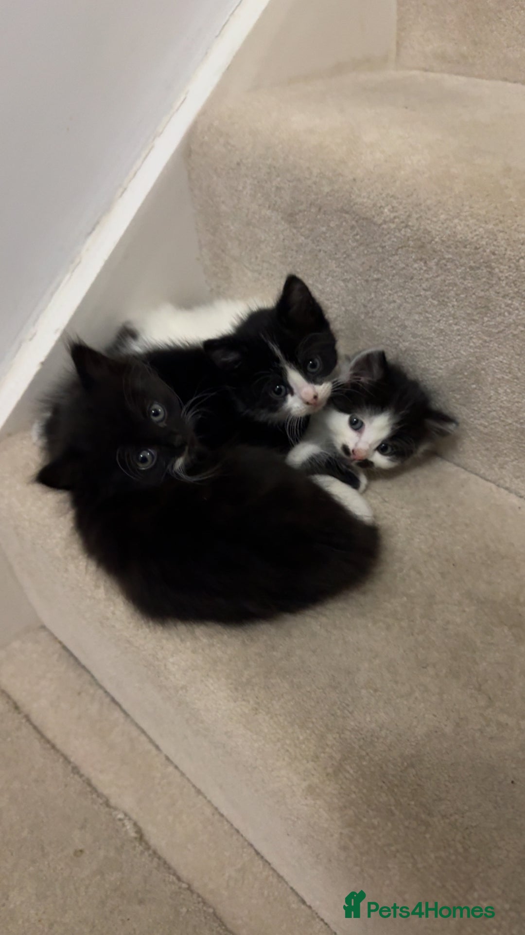 Mixed Breed cats for sale: Fluffy playful female kittens for sale - Advert 2