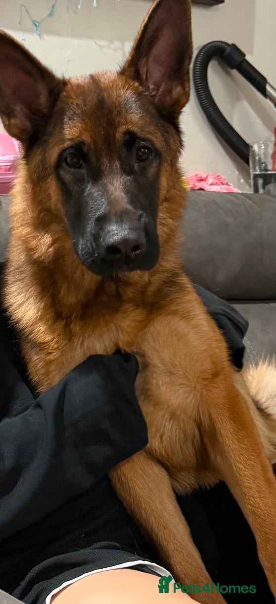 German Shepherd dogs German shepherd bitch for re home - Advert 2