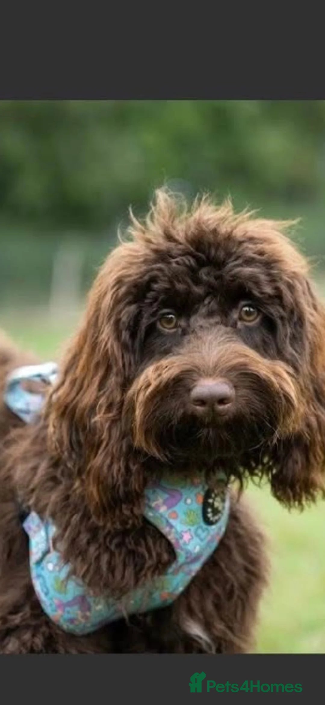 Cockapoo dogs for sale: F2 beautiful home bred puppies - Advert 1