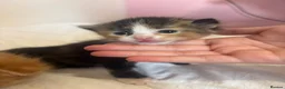 Mixed Breed cats for sale: Beautiful Fluffy Kittens - Advert 11
