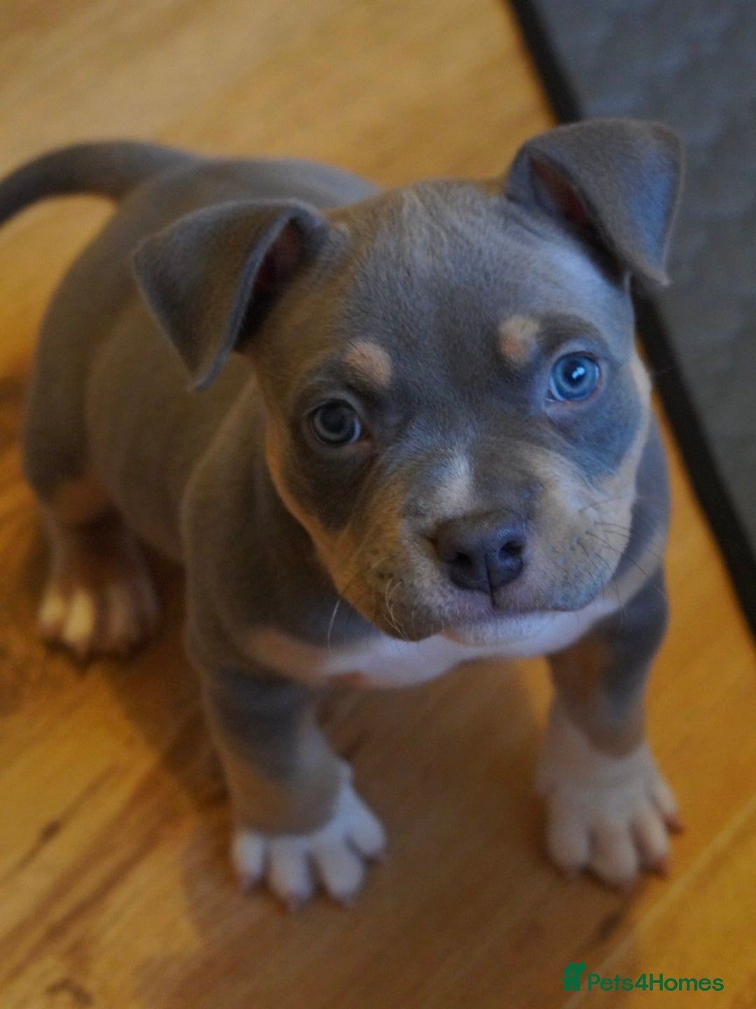 American Bully dogs American pocket bully puppies 1 Remaining  - Advert 6