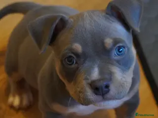 American Bully dogs American pocket bully puppies 1 Remaining - Advert 6
