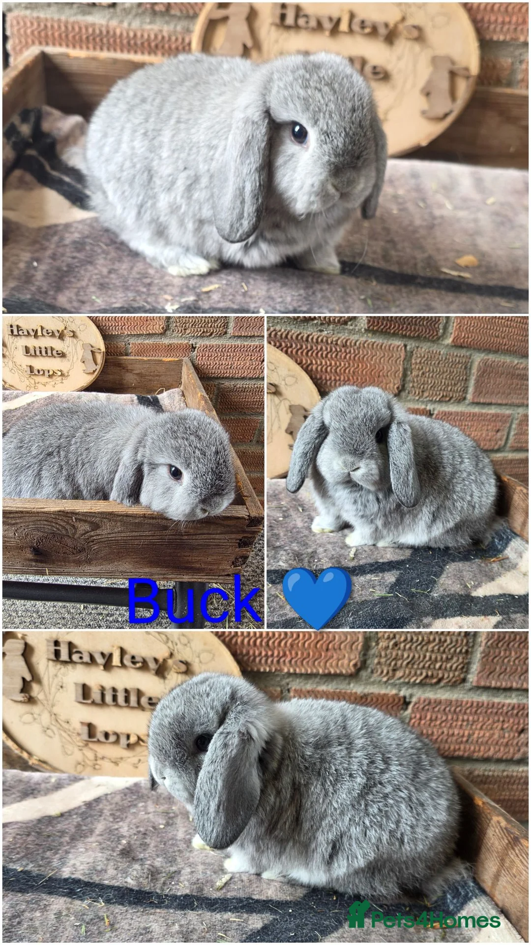 Mini Lop rabbits for sale: READY NOW Gorgeous pure breed mini lops  - Advert 2