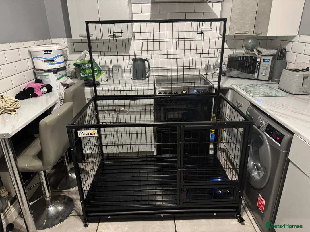 Mixed Breed dogs for sale: 8 month old deer greyhound cross bully greyhound  - Advert 2