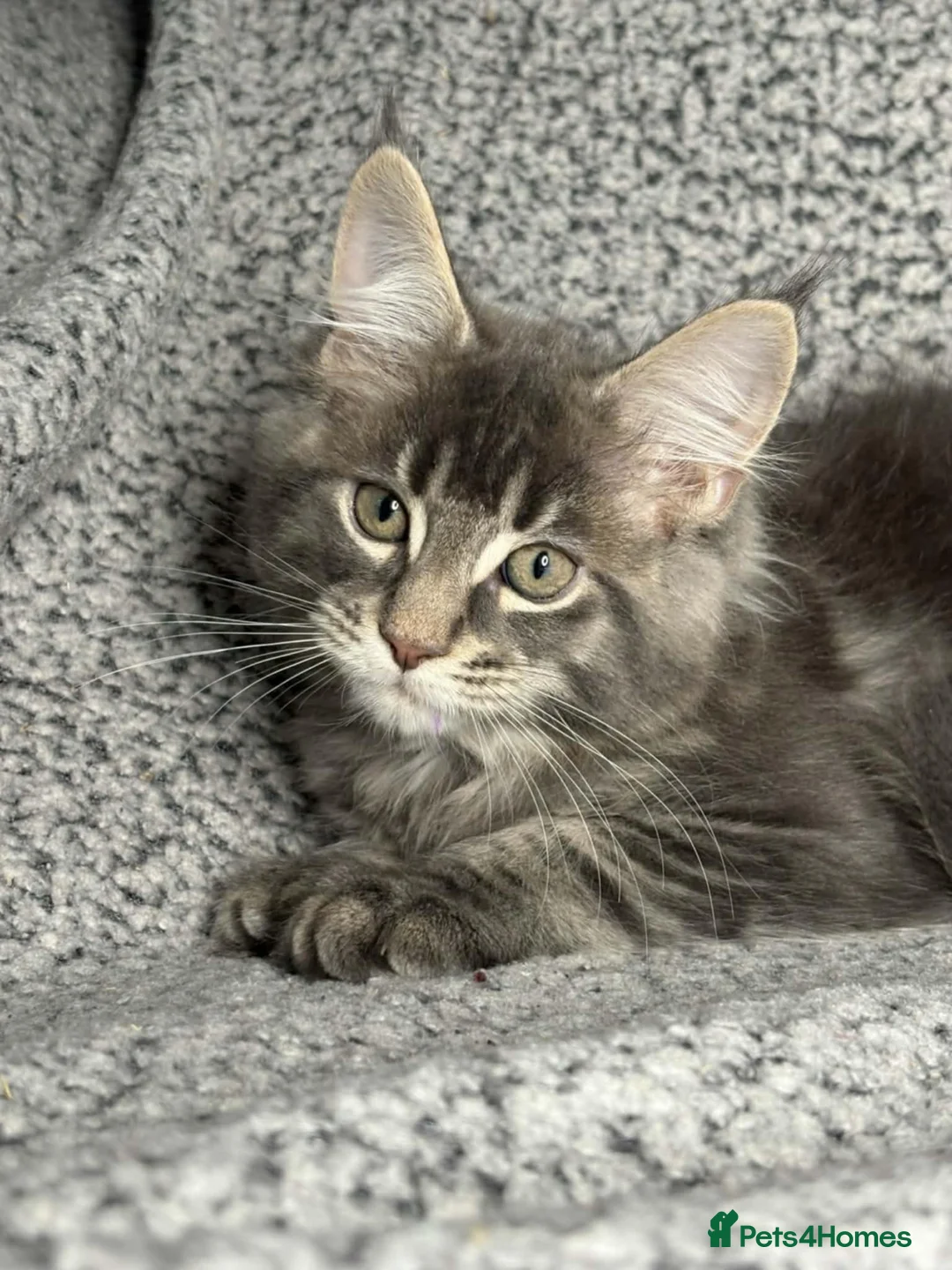 Maine Coon cats for sale: GCCF Registered Maine Coon Boys.  in Wednesbury - Advert 14