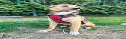 Mixed Breed dogs for adoption: ❤️🐶 STELLA – SHE BUILDS HER WORLD AROUND YOU in Burton-on-Trent - Advert 13