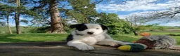 Mixed Breed dogs for sale: Beautiful Huntaway X Collie Pups - Advert 4