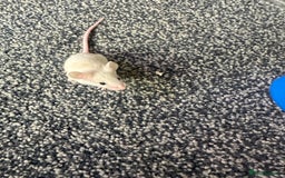 Mouse rodents for sale: Fancy mice  - Image 4
