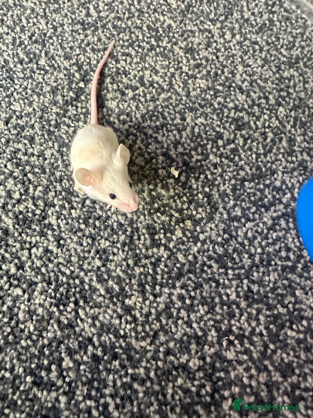 Mouse rodents for sale: Fancy mice  - Image 4