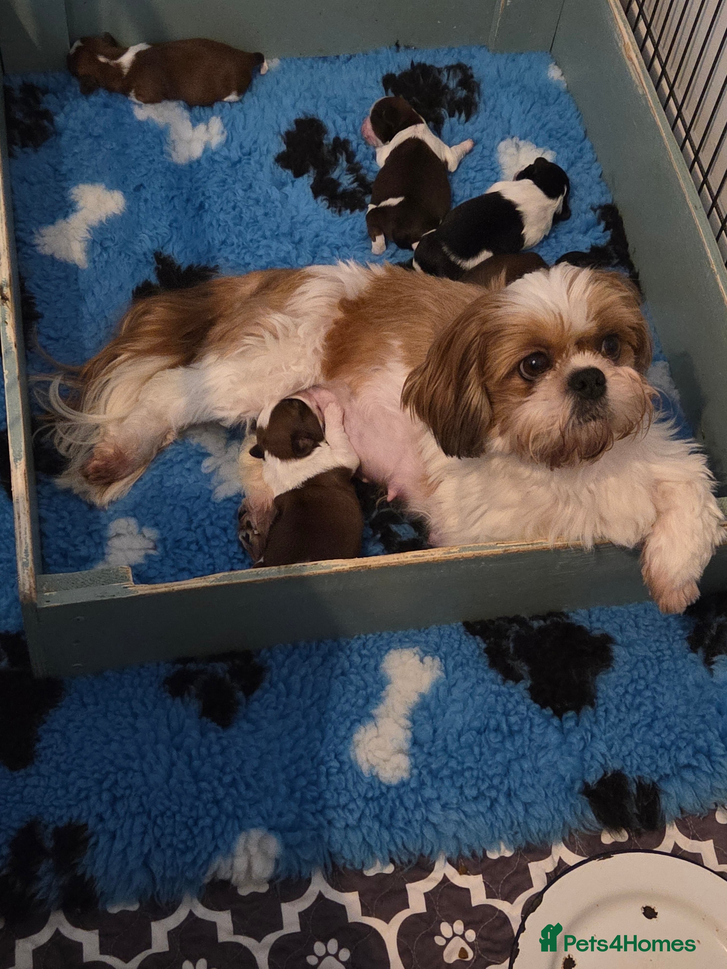 Shih Tzu dogs  Quality Shih tzu puppys  - Advert 4
