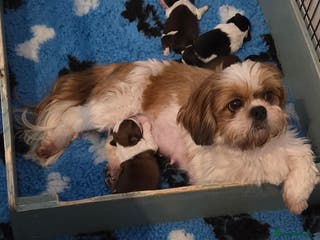 Shih Tzu dogs Quality Shih tzu puppys - Advert 1