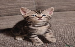 Mixed Breed cats for sale: Cute Bengal mix Kittens looking for loving homes🐱 - Image 1