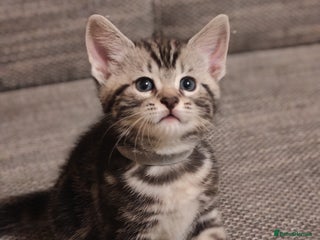 Mixed Breed cats - Advert 29