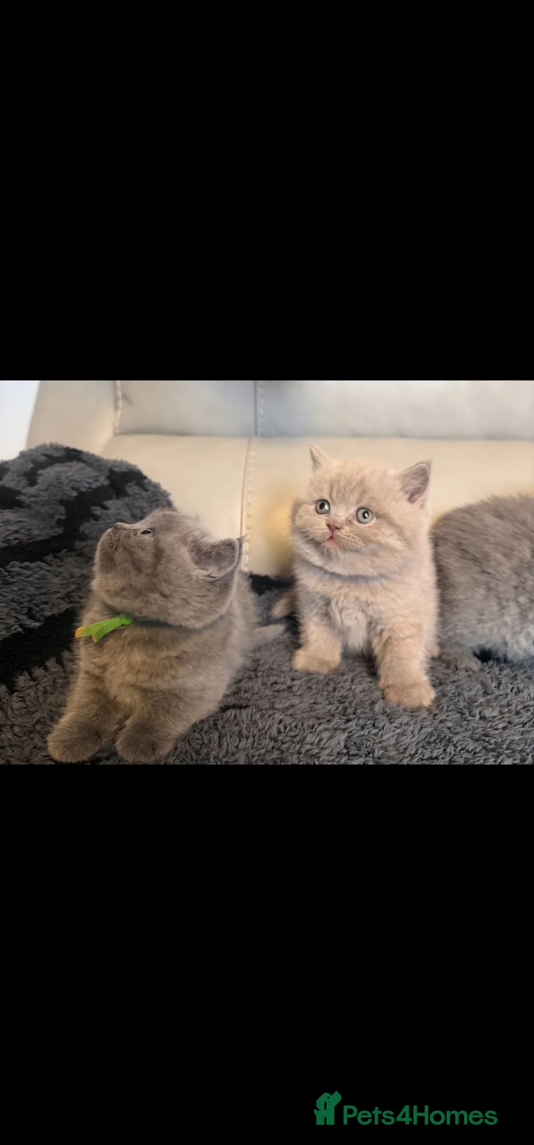 British Shorthair cats for sale: STUNNING! CHUNKY! Pure British Shorthair Kittens! - Advert 2