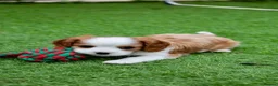 Cavalier King Charles Spaniel dogs for sale: Cavalier Boy Available - Advert 8