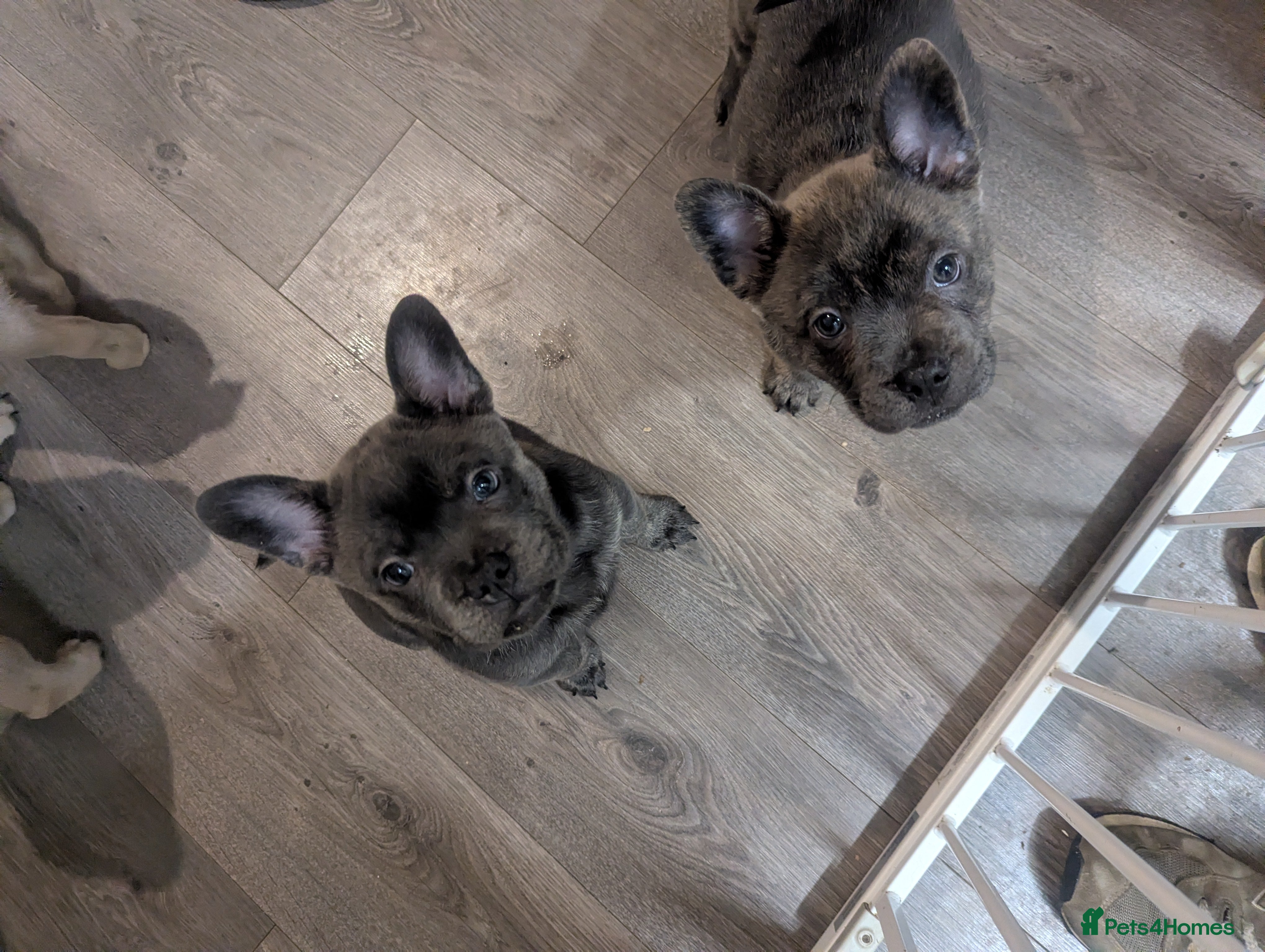 Mixed Breed dogs 4 adorable Frow Frow girls left. - Advert 5