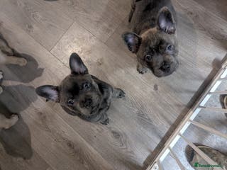 Mixed Breed dogs 4 adorable Frow Frow girls left. - Advert 6