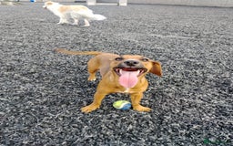Mixed Breed dogs for sale: X3 sisters MUST GO TOGETHER  - Image 4