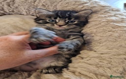 Domestic Shorthair cats for sale: 6 Adorable DSH kittens! Ginger & tabby babies ❤️  - Image 5