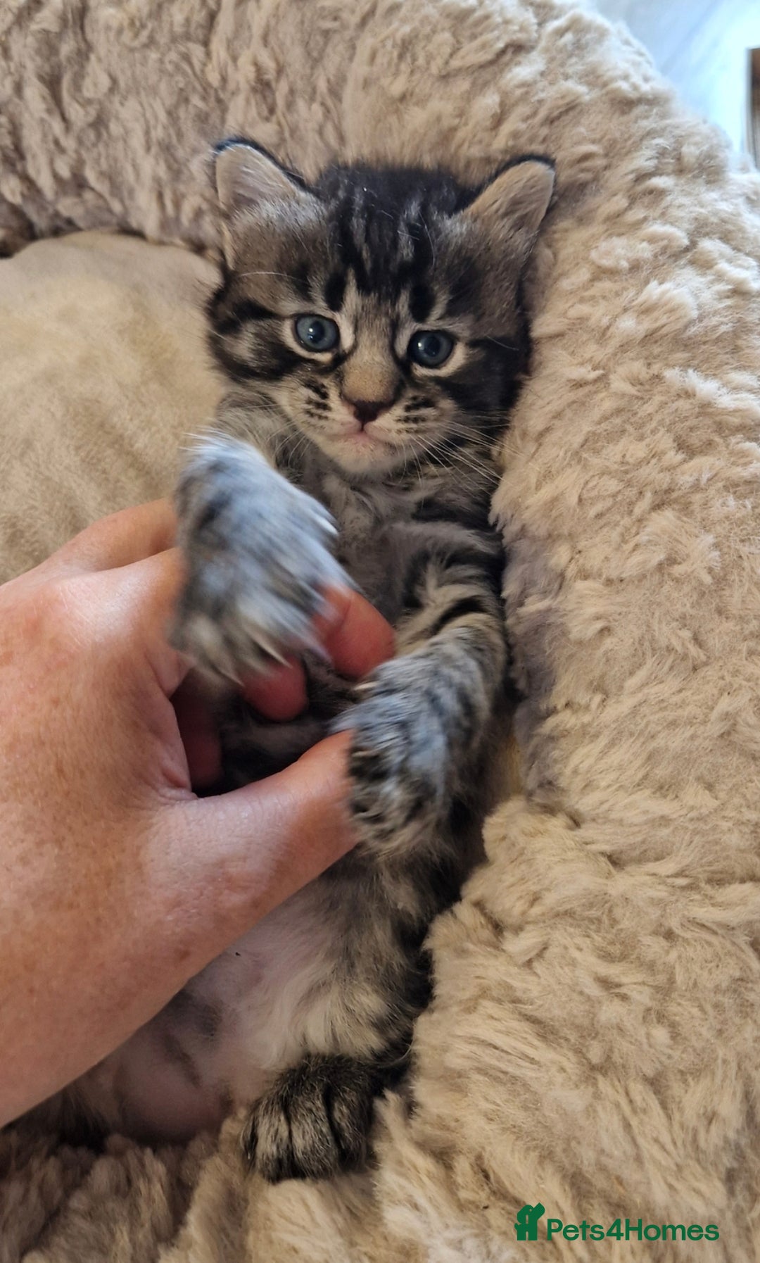 Domestic Shorthair cats for sale: 6 Adorable DSH kittens! Ginger & tabby babies ❤️  - Image 5