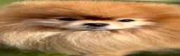 Pomeranian dogs for stud: Pomeranian stud - Advert 6