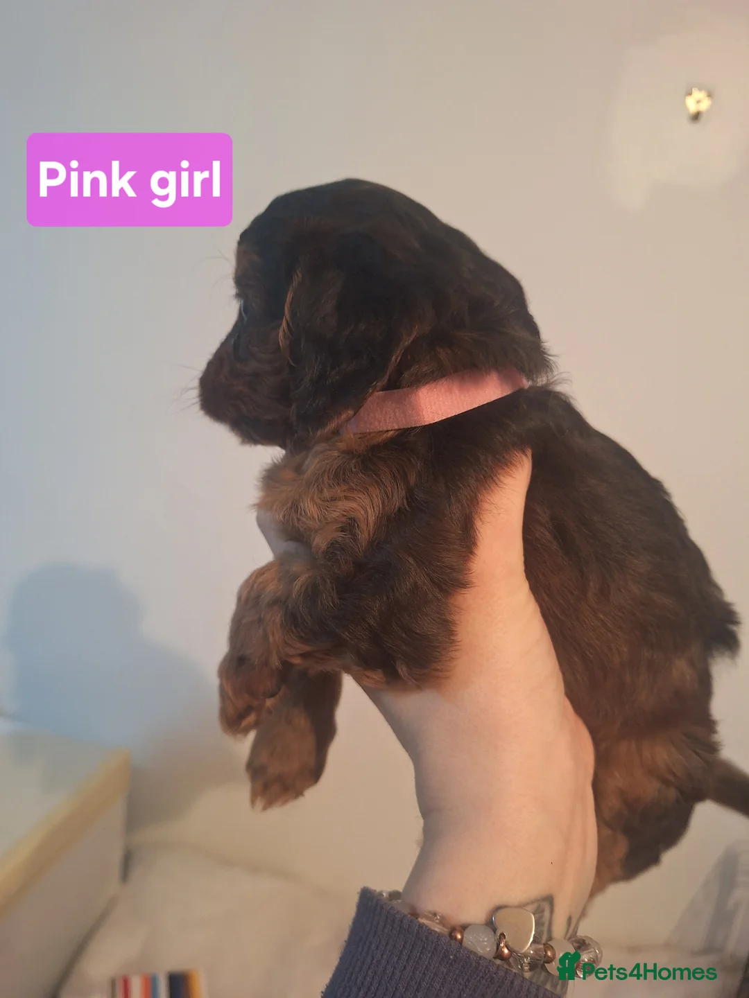 Cockapoo dogs for sale: Cockapoo puppies - Advert 14