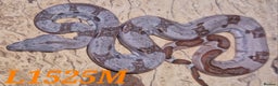 Boa Snake reptiles for sale: Choice of 25/25 VPI Boa moprhs, male and female. - Advert 9