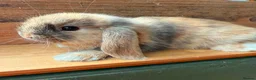 Mini Lop rabbits for sale: MINI LOP BUNNIES - PEDIGREE  in Ilminster - Advert 19