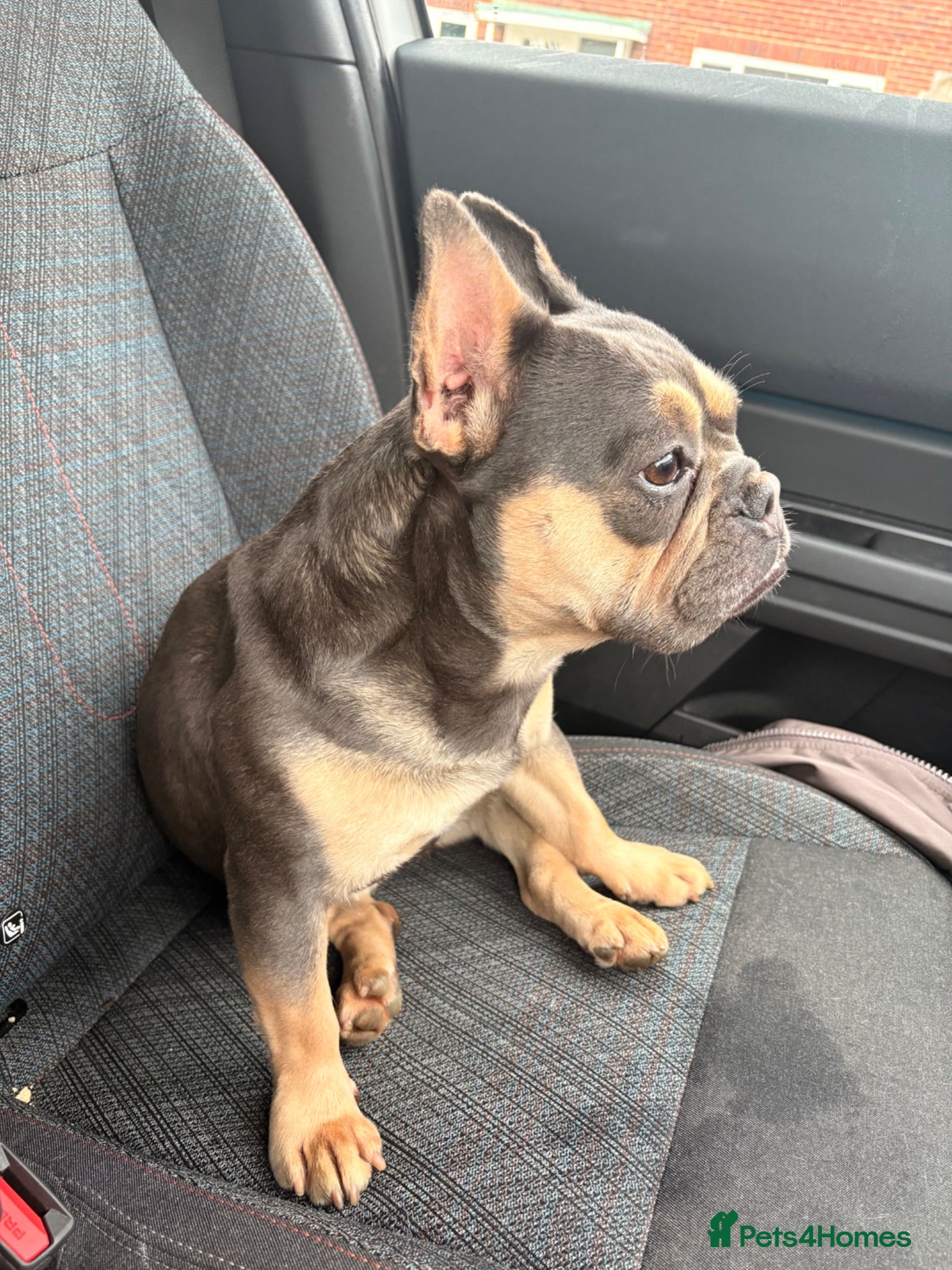 French Bulldog dogs WAITLIST FOR 5 star KC French bulldog puppies.  - Advert 1