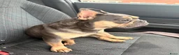 French Bulldog dogs for sale: WAITLIST FOR 5 star KC French bulldog puppies.  - Advert 1
