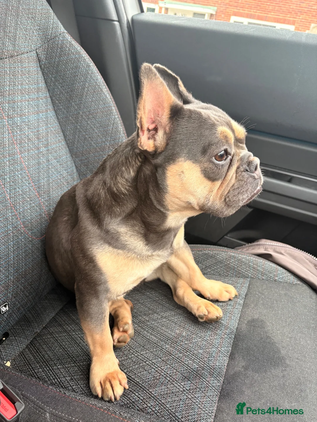 French Bulldog dogs for sale: WAITLIST FOR 5 star KC French bulldog puppies.  - Advert 1