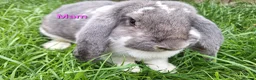 French Lop rabbits for sale: Baby Giant French Lop Rabbits - Advert 4