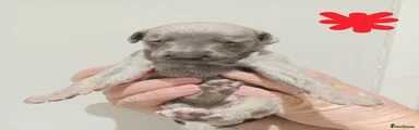 Whippet Puppy 2 (Red)