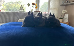 Netherland Dwarf rabbits for sale: Pure bred Netherlands dwarfs pairs  - Image 4