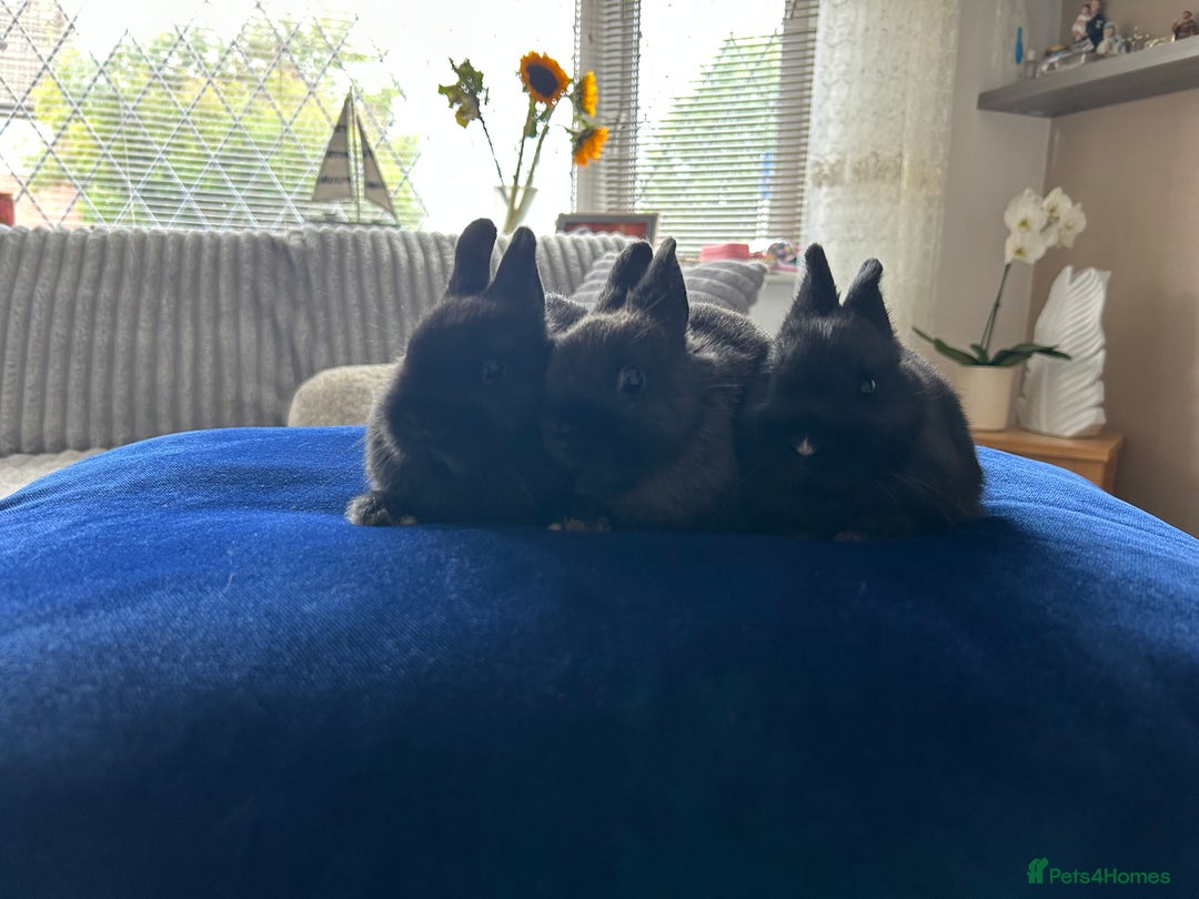 Netherland Dwarf rabbits for sale: Pure bred Netherlands dwarfs pairs  - Image 4