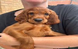 Irish Setter dogs for sale: KC Irish Setter Puppies  - Image 7