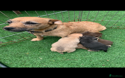 Mixed Breed dogs for sale: Stunning chihuahua x puppys - Image 18