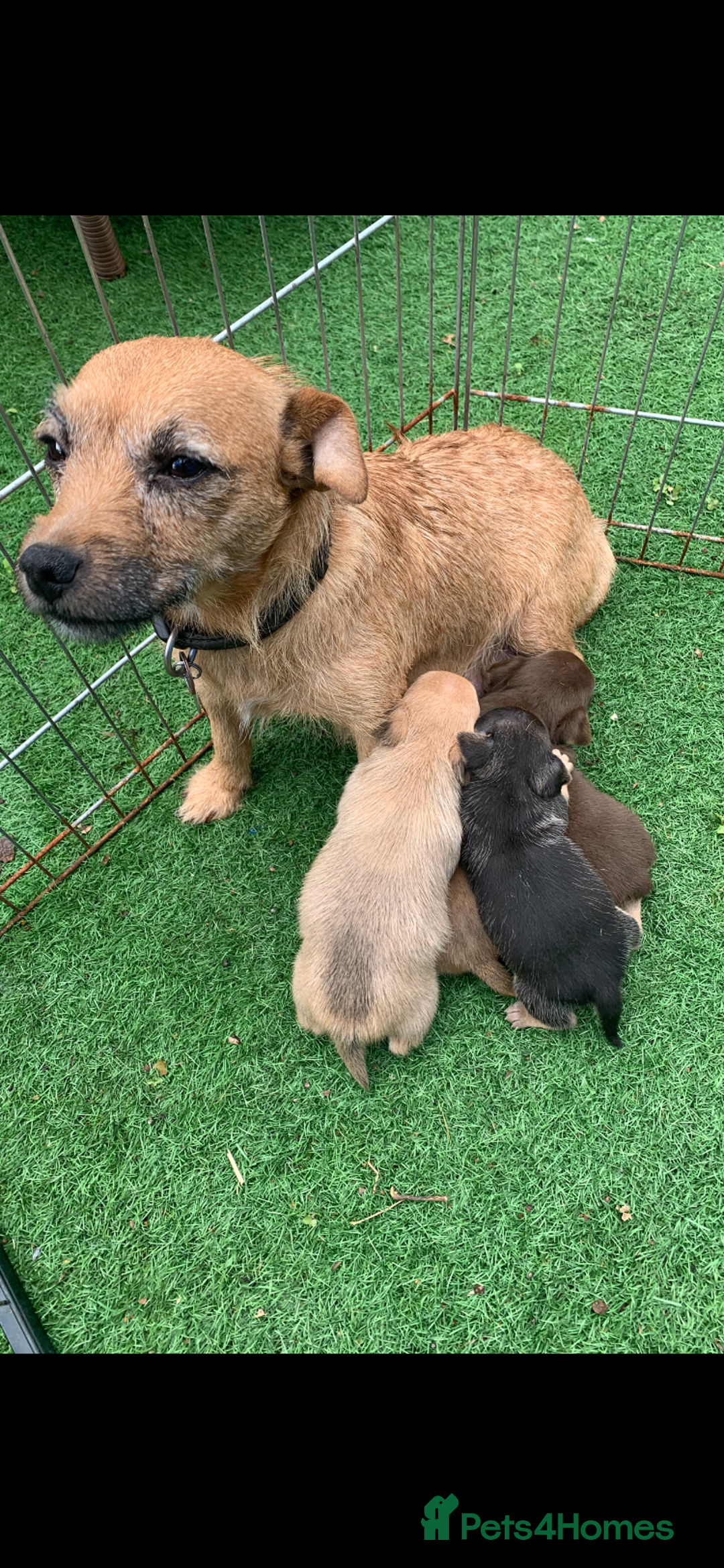 Mixed Breed dogs for sale: Stunning chihuahua x puppys - Image 18