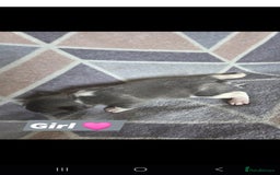 French Bulldog dogs for sale: 4 french bulldog pups - Image 7