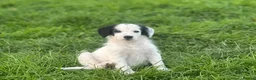 Bordoodle dogs for sale: Bordoodle 2 is the only remaining pup - Advert 17