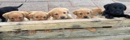 Labrador Retriever dogs for sale: Gorgeous KC  Fox Red pups for sale - Advert 7